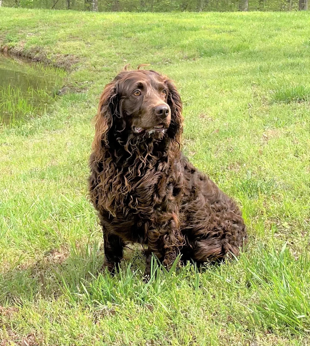 Back Creek's Dutch Chocolate - Boykin Spaniel Pedigree