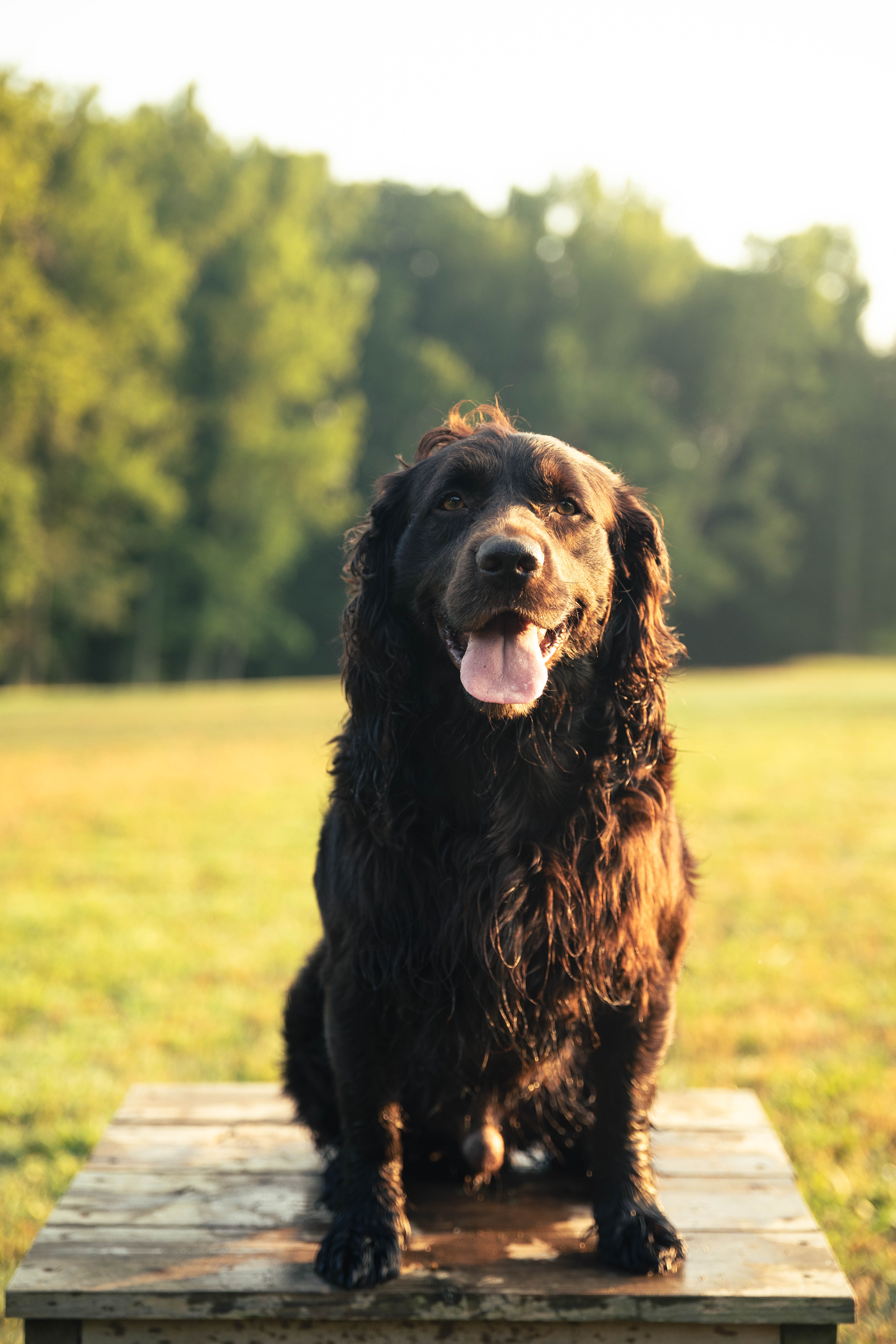 HRCH Warfield's DBL Shot Of Whiskey - Boykin Spaniel Pedigree