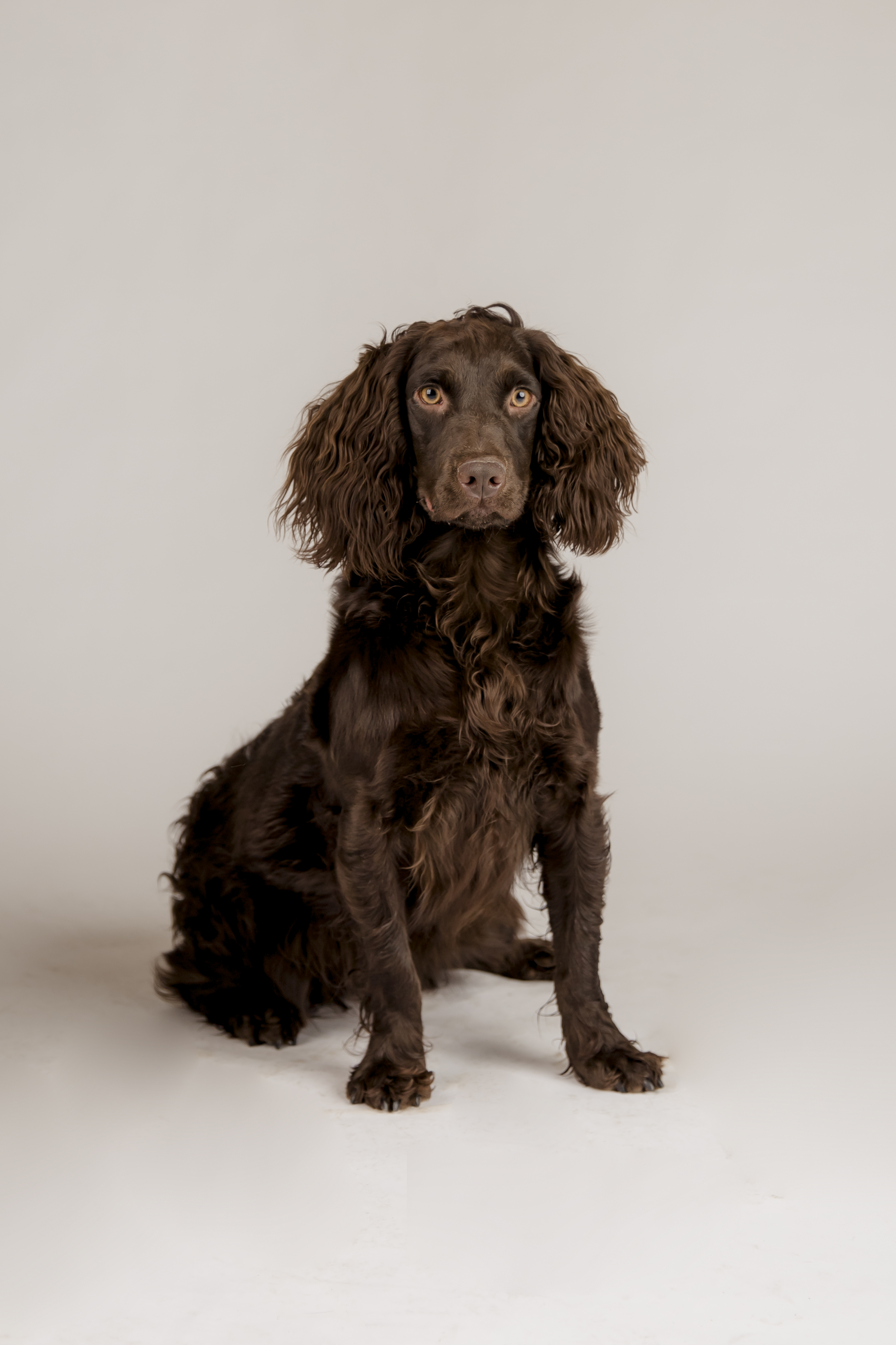 Tybee's Ellie Mae - Boykin Spaniel Pedigree