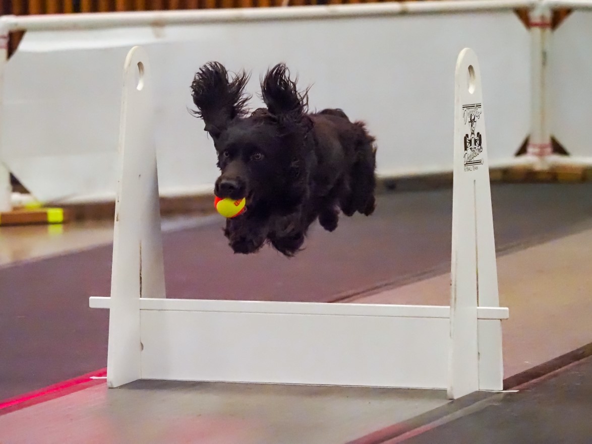 Amberfield Son Of The Dragon BCAT FD FDX FDCH FDCH-S, FDCH-G, FM - Boykin Spaniel Pedigree