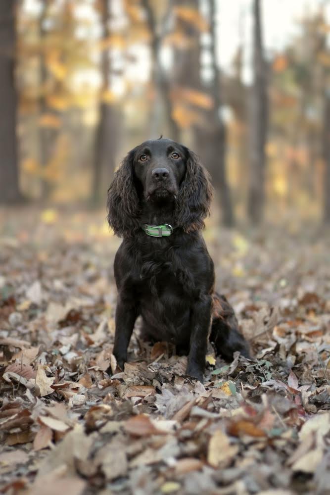 HR Brier Creeks Pelham Wheat Barley NR JH - Boykin Spaniel Pedigree