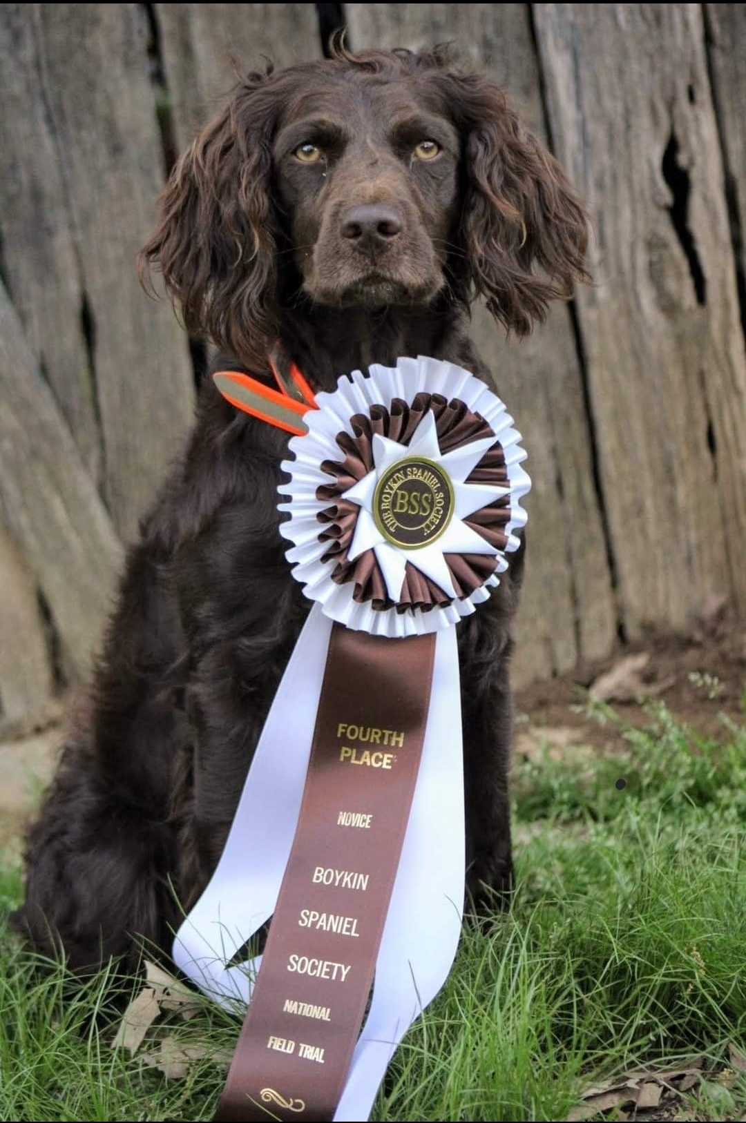 HRCH UH Raven Luna Tic - Boykin Spaniel Pedigree