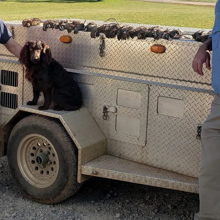 Gwin's Mr. Bojangles - Boykin Spaniel Pedigree