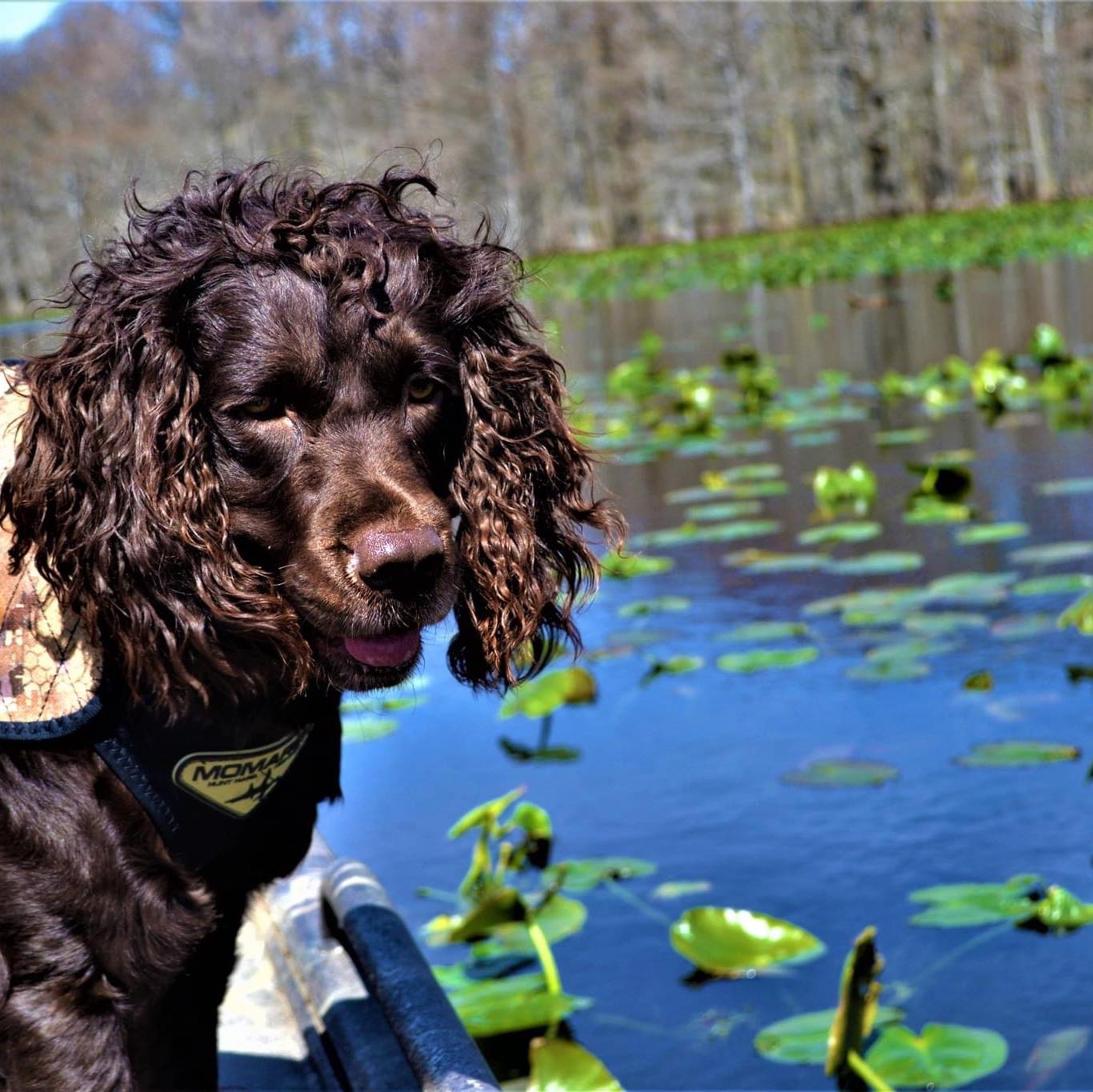 BoykinsNBoat Boys Bluewing Teal - Boykin Spaniel Pedigree