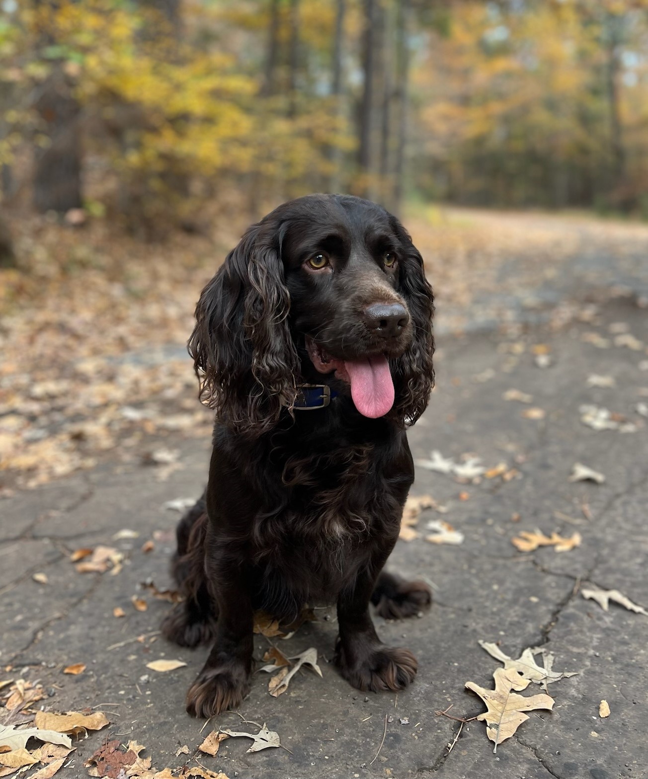 Kickapoo Creek's Texas Timber - Boykin Spaniel Pedigree