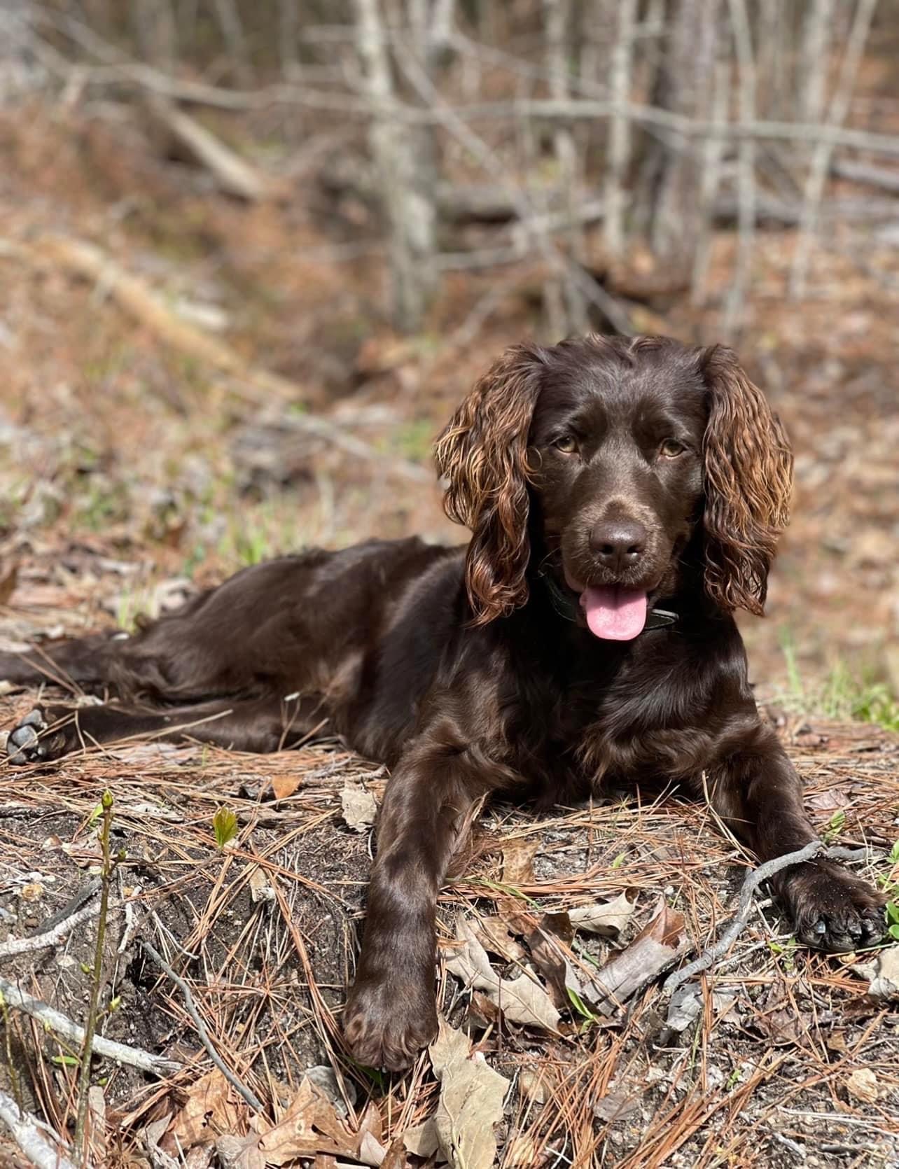 Ragin's Creeping Jenny - Boykin Spaniel Pedigree