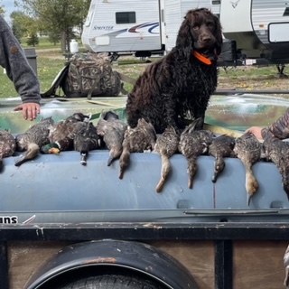 Cavern Miss Kimber K Of Pa - Boykin Spaniel Pedigree