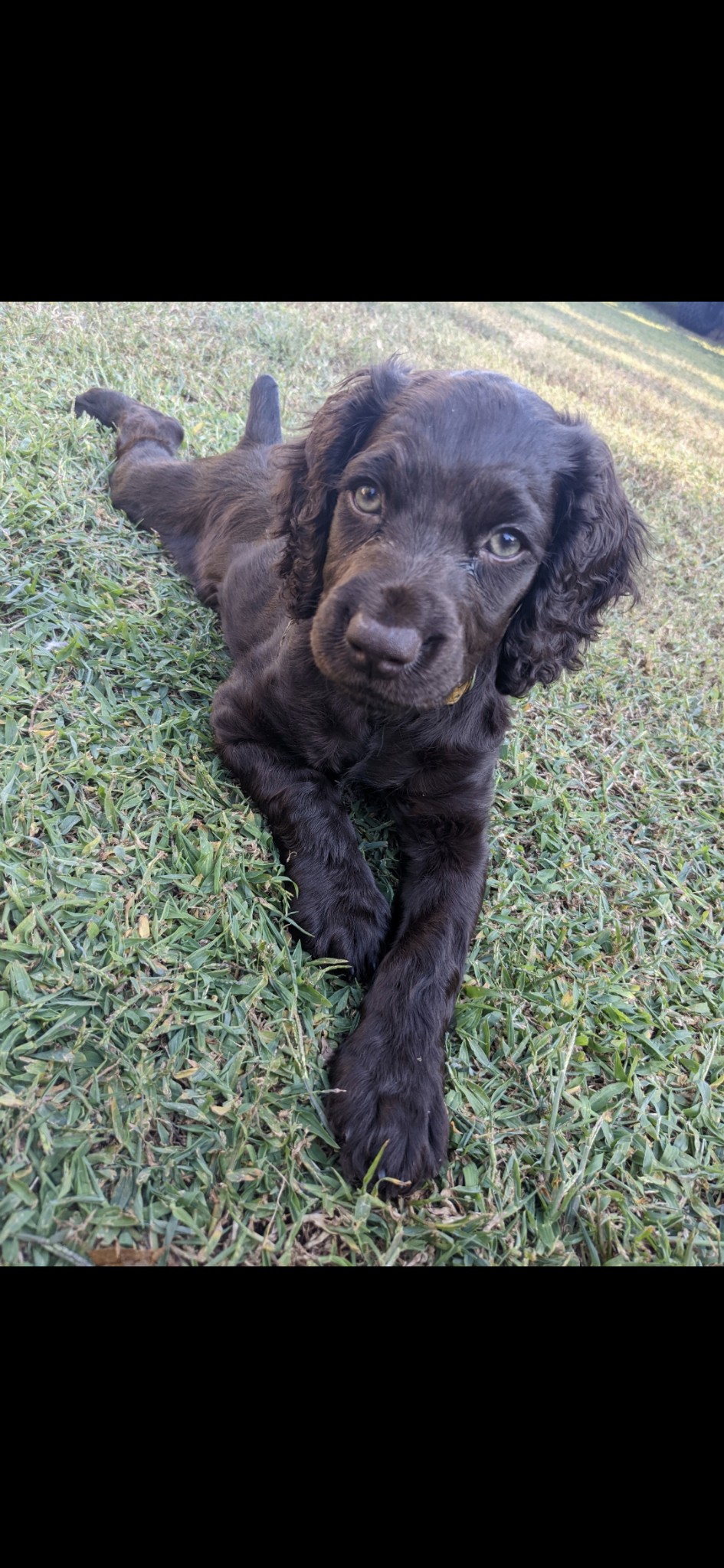Fb's Broad Rivers Baylor - Boykin Spaniel Pedigree