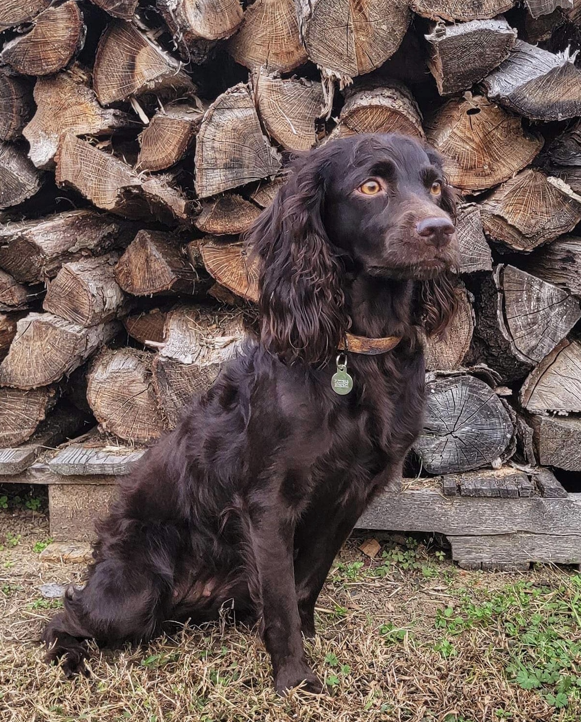 Low Country Layla Bird - Boykin Spaniel Pedigree