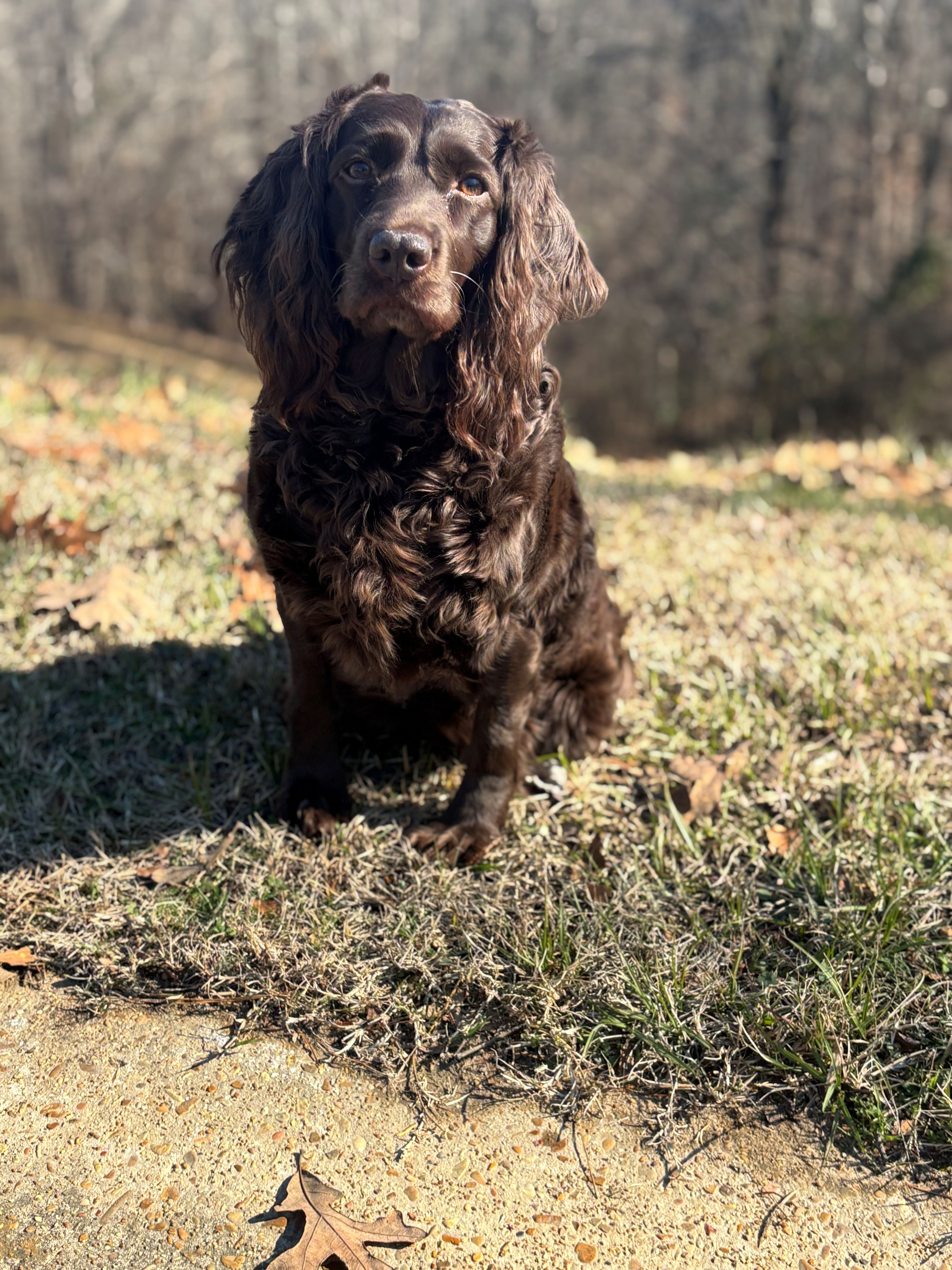 Clays Delta May - Boykin Spaniel Pedigree