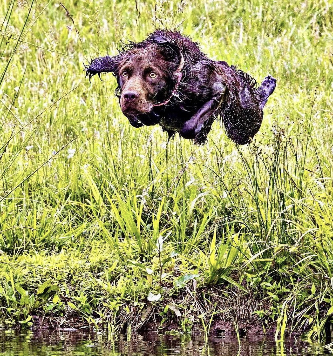 Old Towns Kick It Up Marley - Boykin Spaniel Pedigree