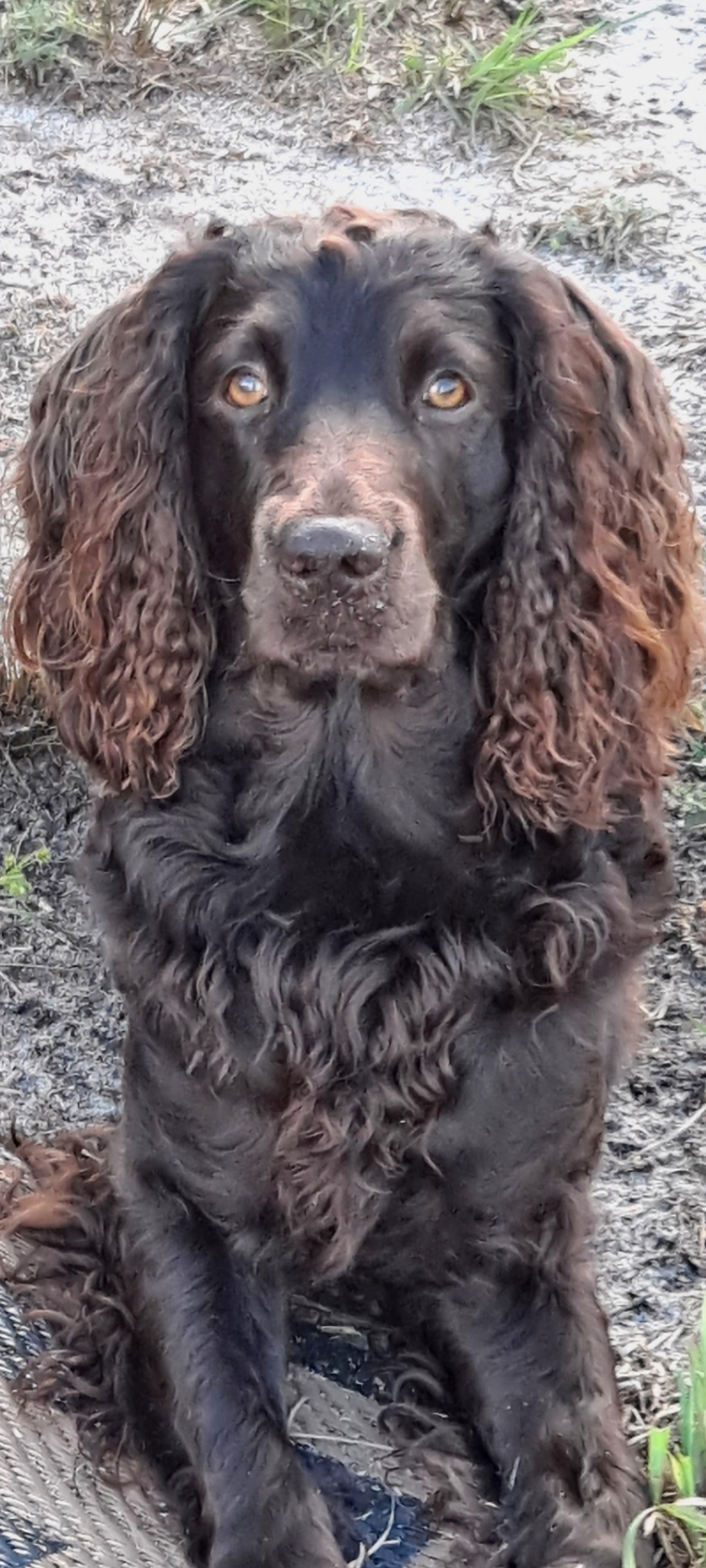 SHR DrWatson Takes2-2TangoPalmetto - Boykin Spaniel Pedigree