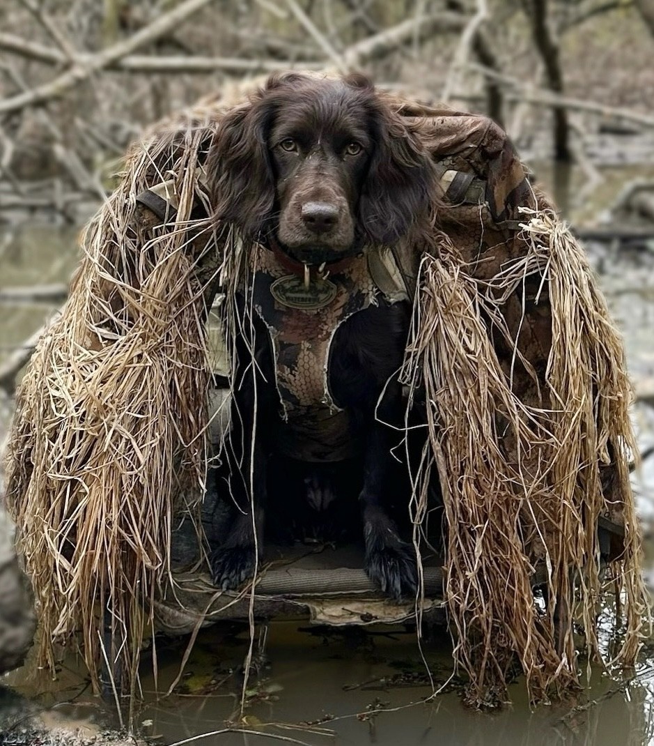 HR Bayside’s Tell Me Wynn - Boykin Spaniel Pedigree