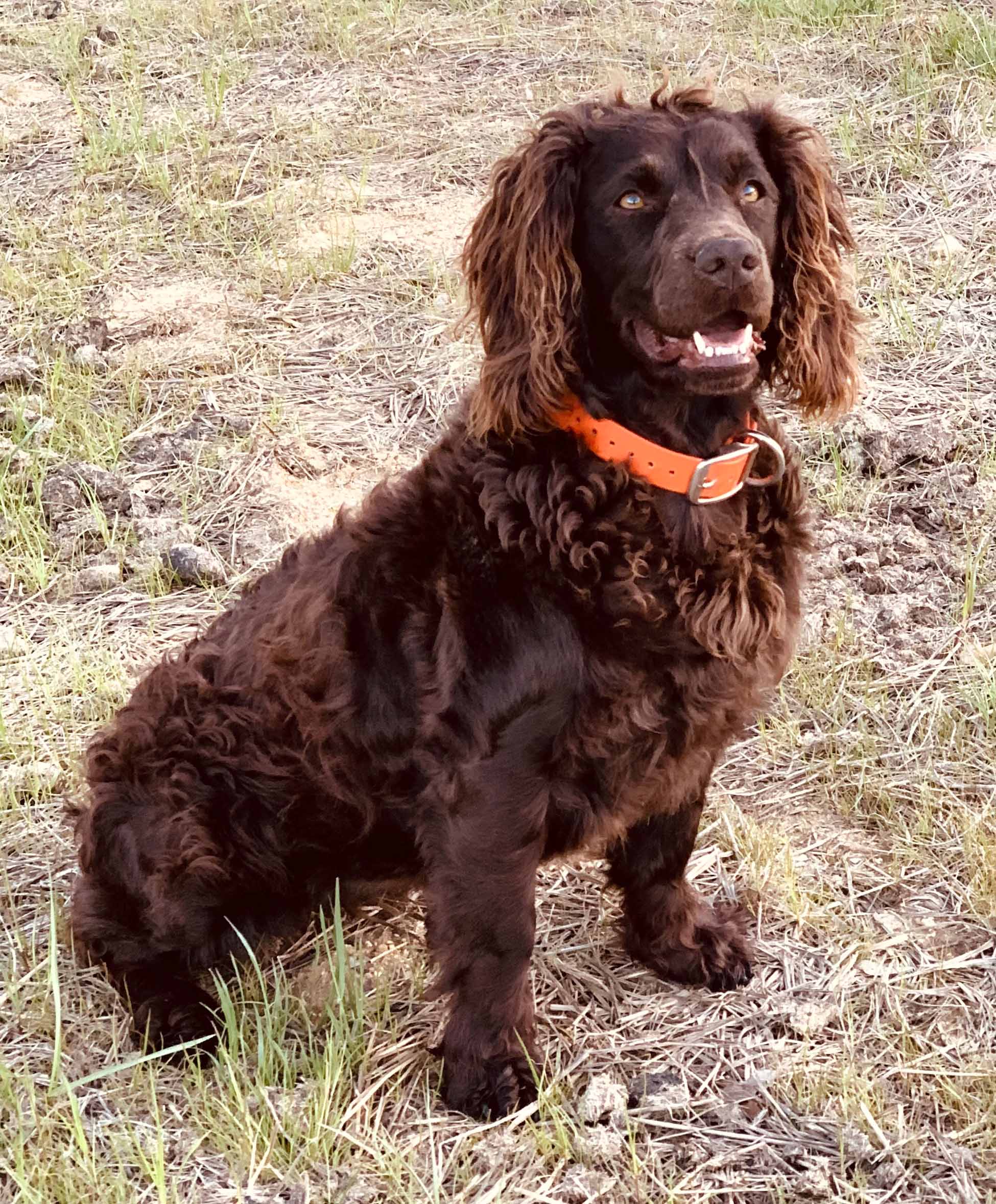 Five-Springs-Briar-Rose - Boykin Spaniel Pedigree
