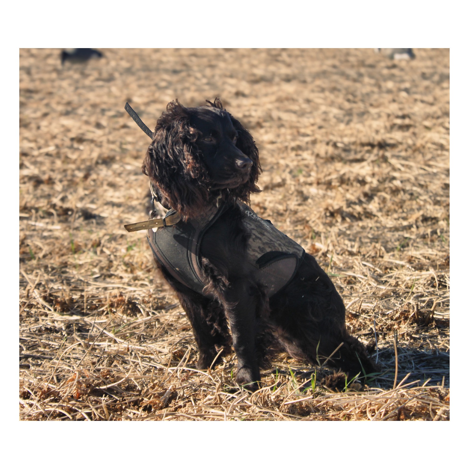 HR Croix Bocephus Lack - Boykin Spaniel Pedigree