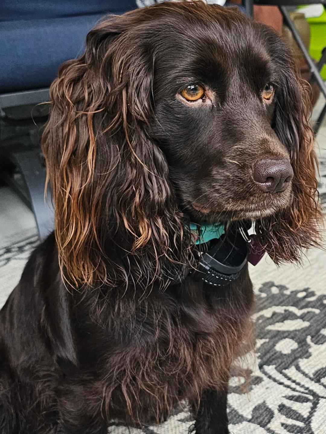 Coco Chanel - Boykin Spaniel Pedigree