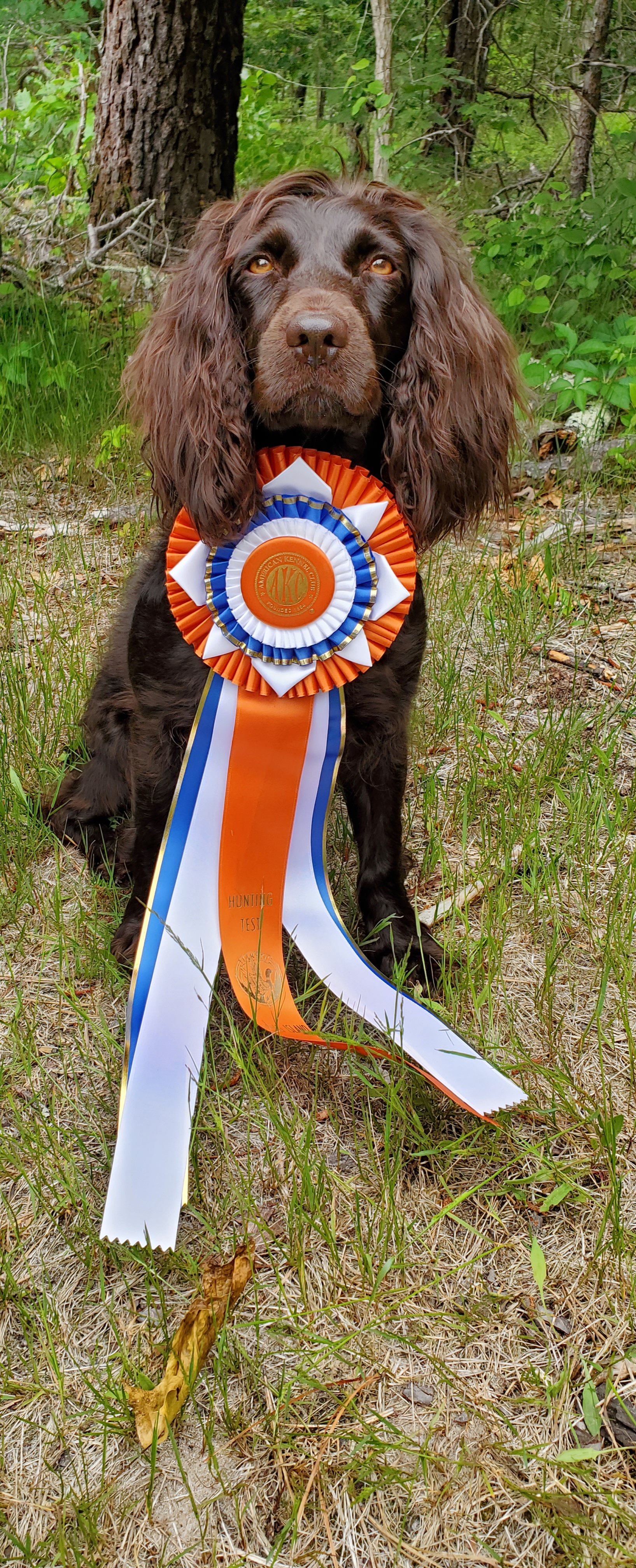 Dkz's HWK9 Sendit Birdbustin Z JHR,CGCA, TKI - Boykin Spaniel Pedigree