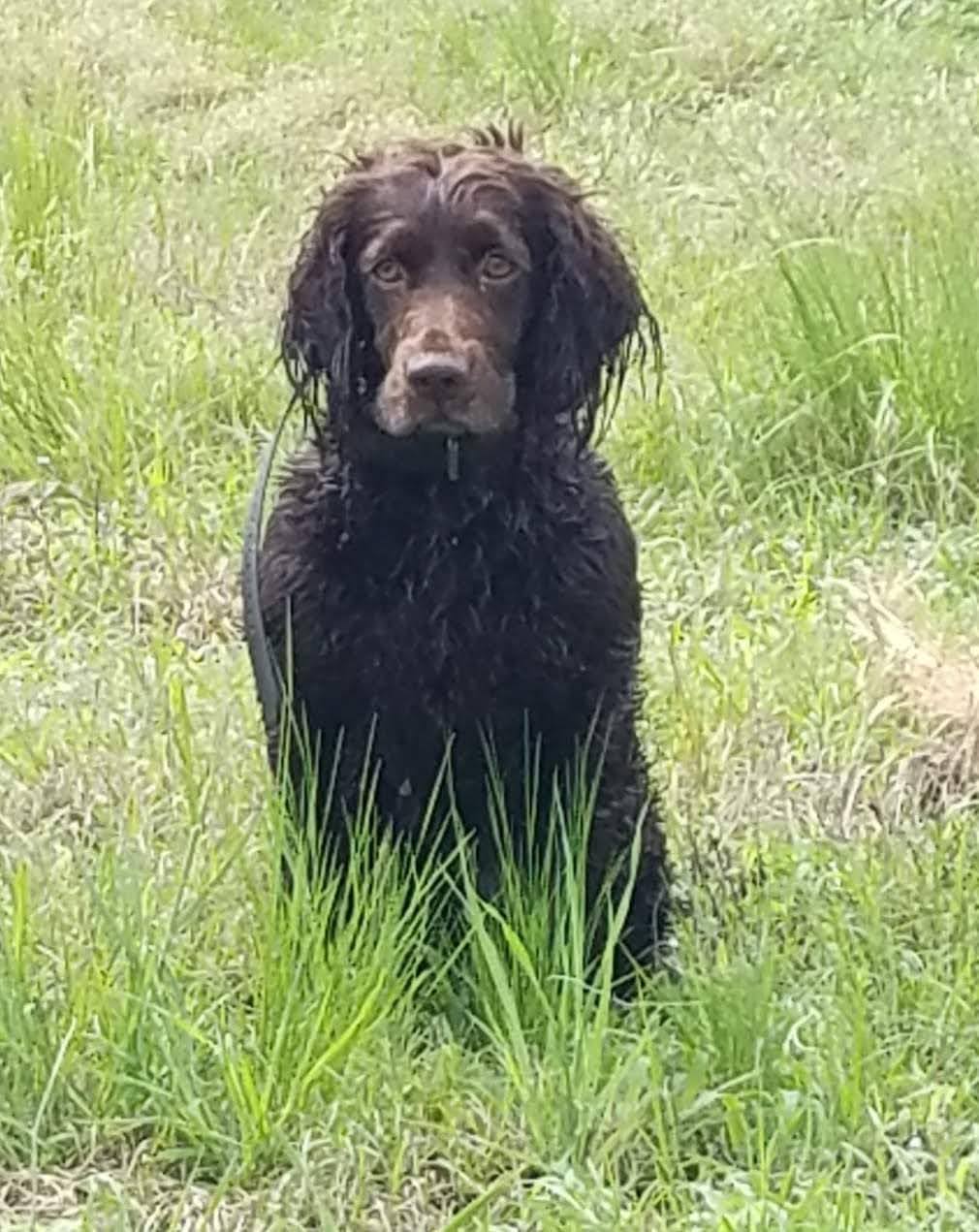 SHR Briarmarsh Girl's Best Friend - Boykin Spaniel Pedigree