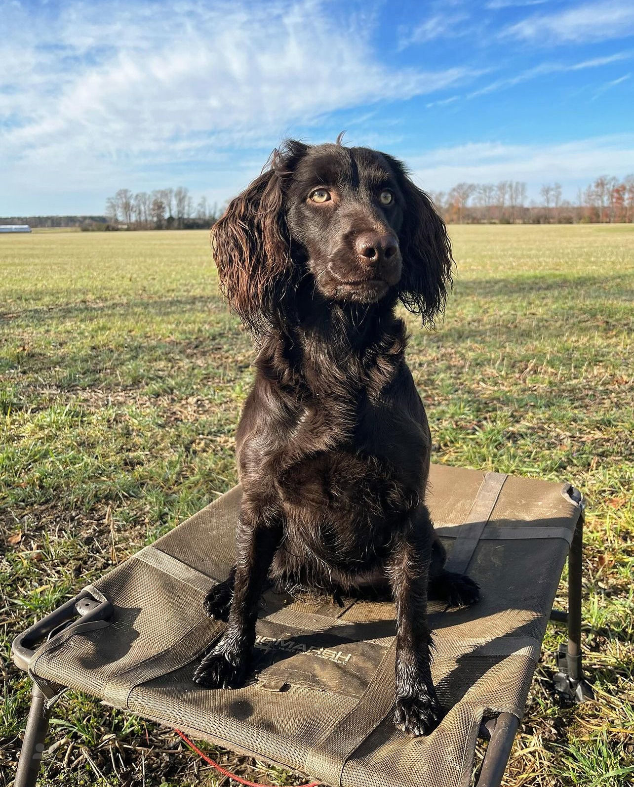 Shoals Song Of The South - Boykin Spaniel Pedigree