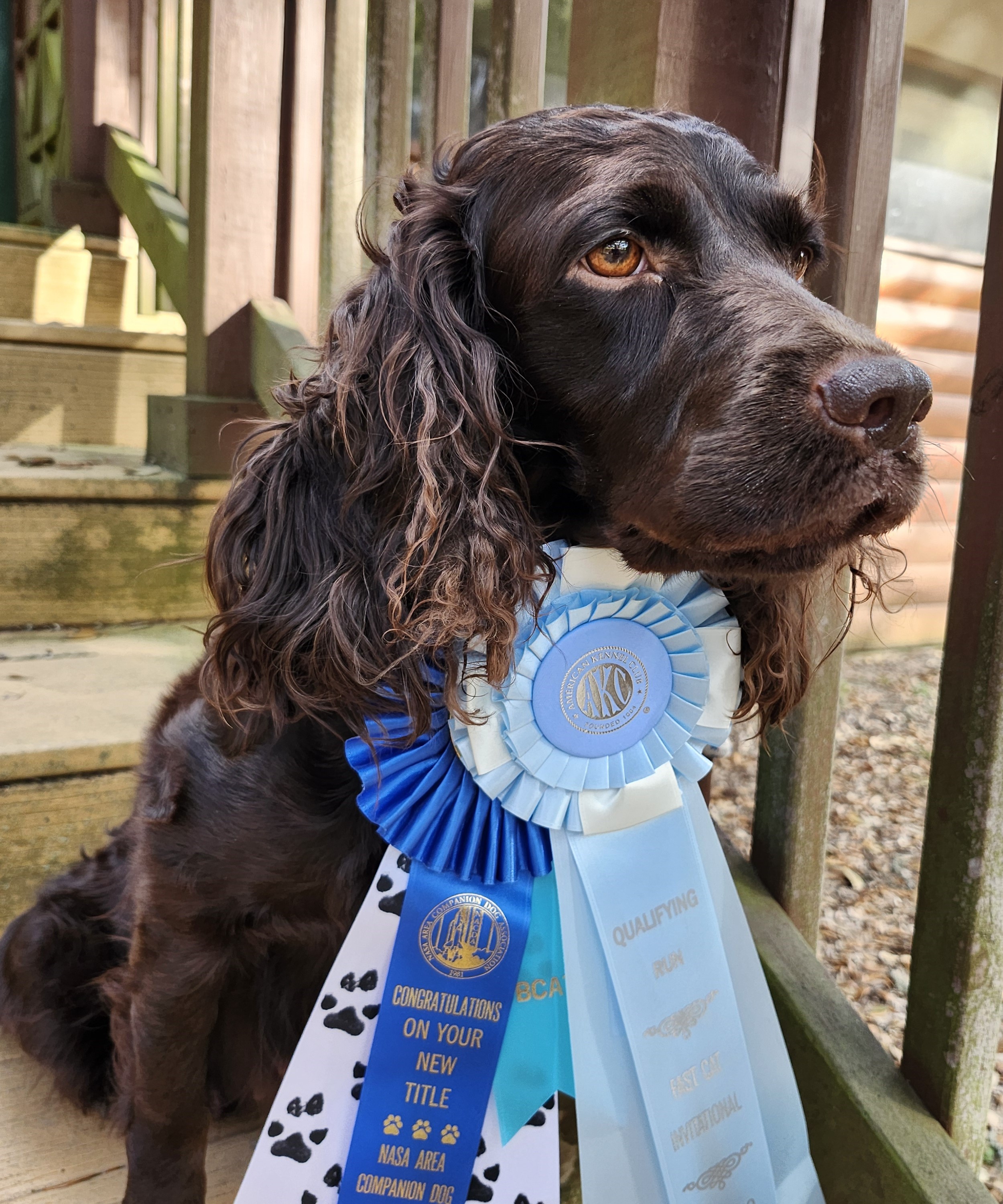 Weber's Brandy's Sunny Babe FCAT - Boykin Spaniel Pedigree