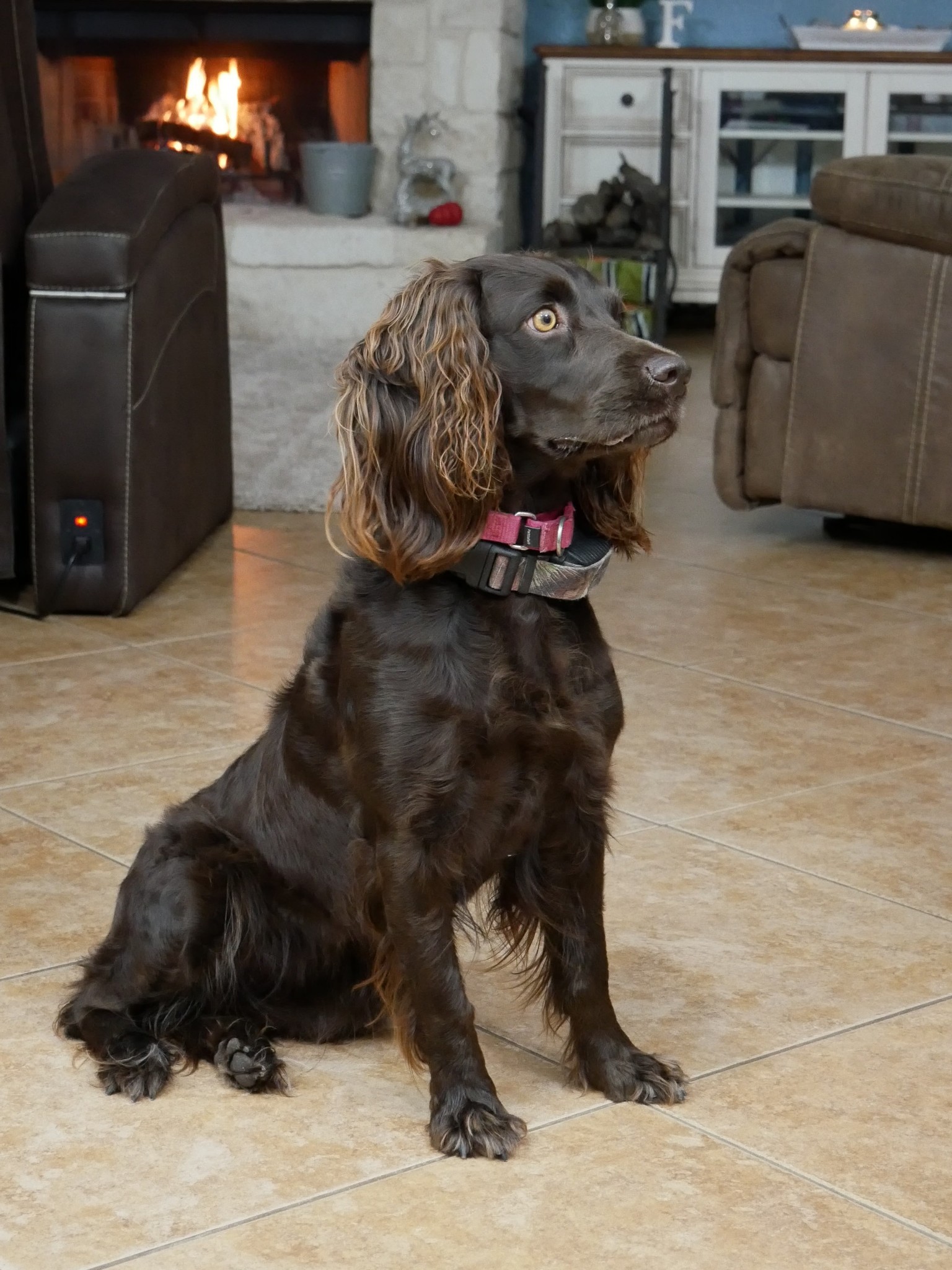 Weber’s Willow - Boykin Spaniel Pedigree