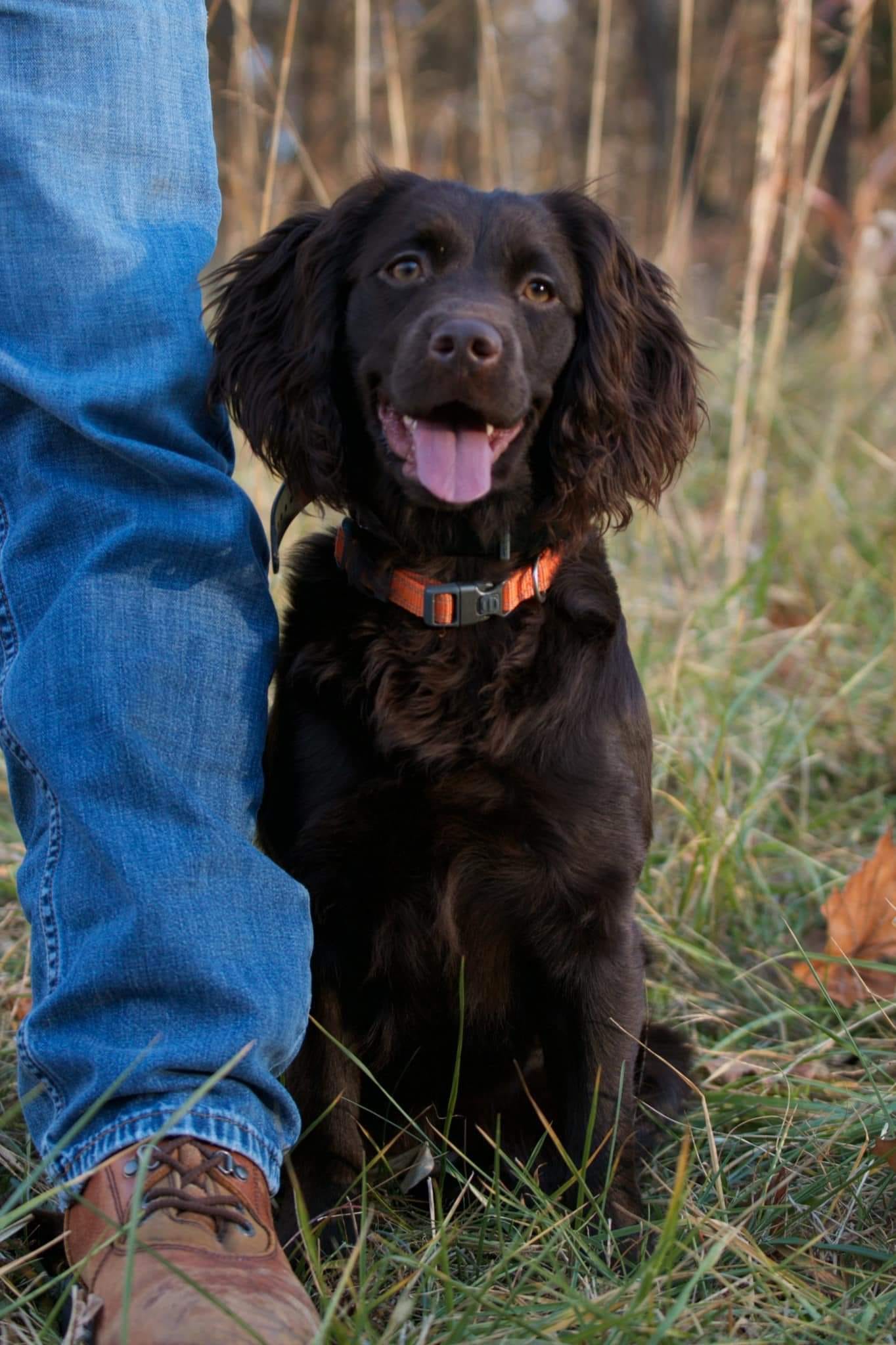 Brambleberry's Kimber Kay - Boykin Spaniel Pedigree