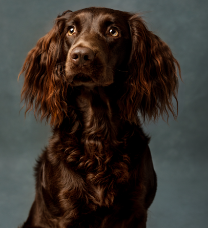 HR Sga's Valley Way One Chance Fancy - Boykin Spaniel Pedigree