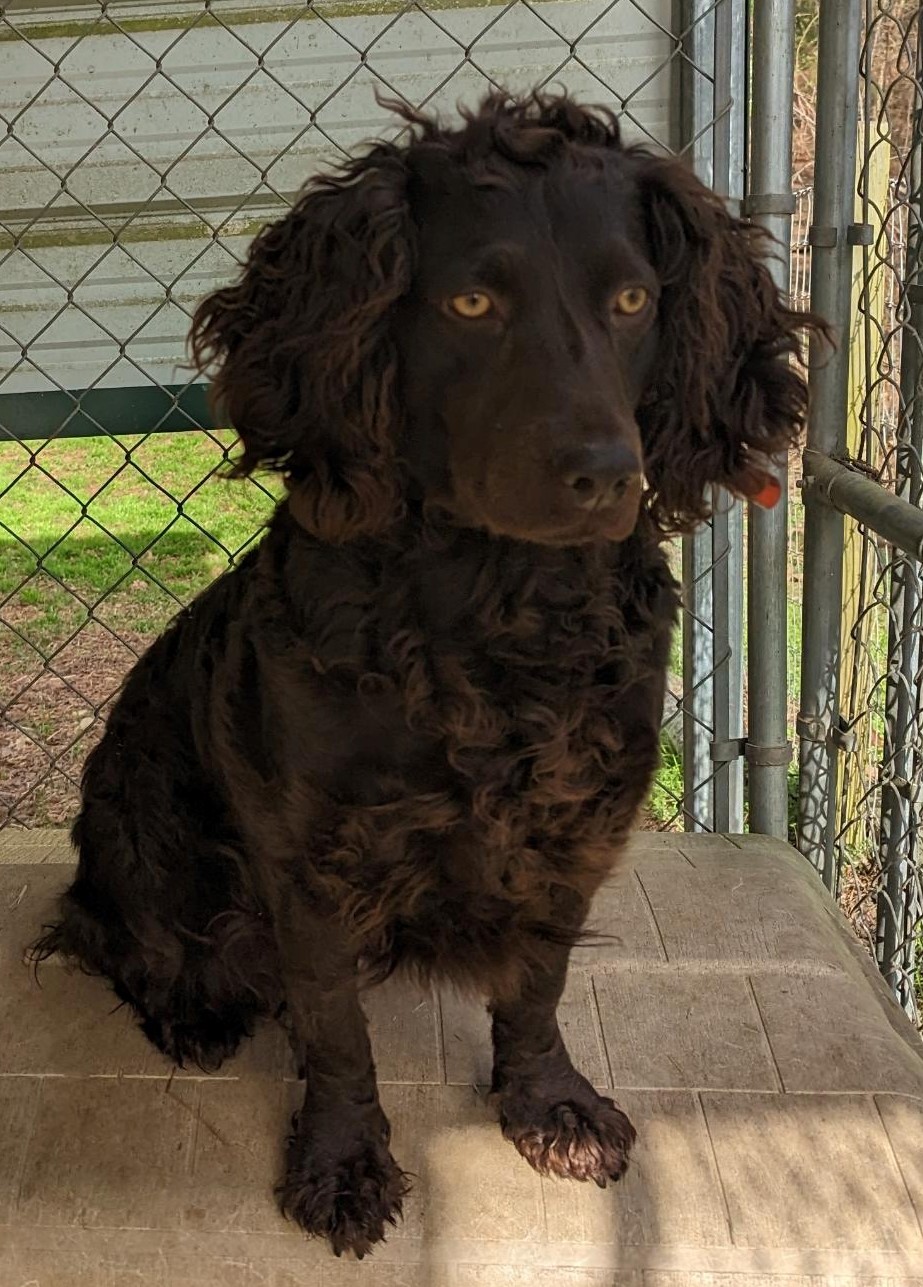 Justadreamaway - Boykin Spaniel Pedigree