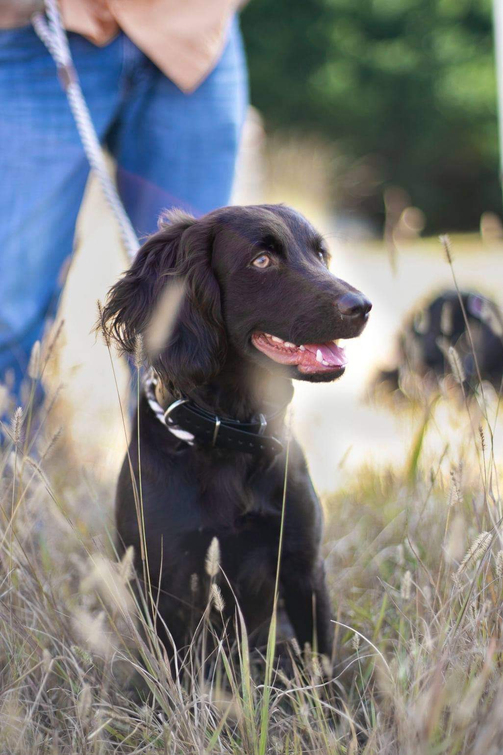 Brambleberry's Nala Of Nico (Dk Choc) - Boykin Spaniel Pedigree