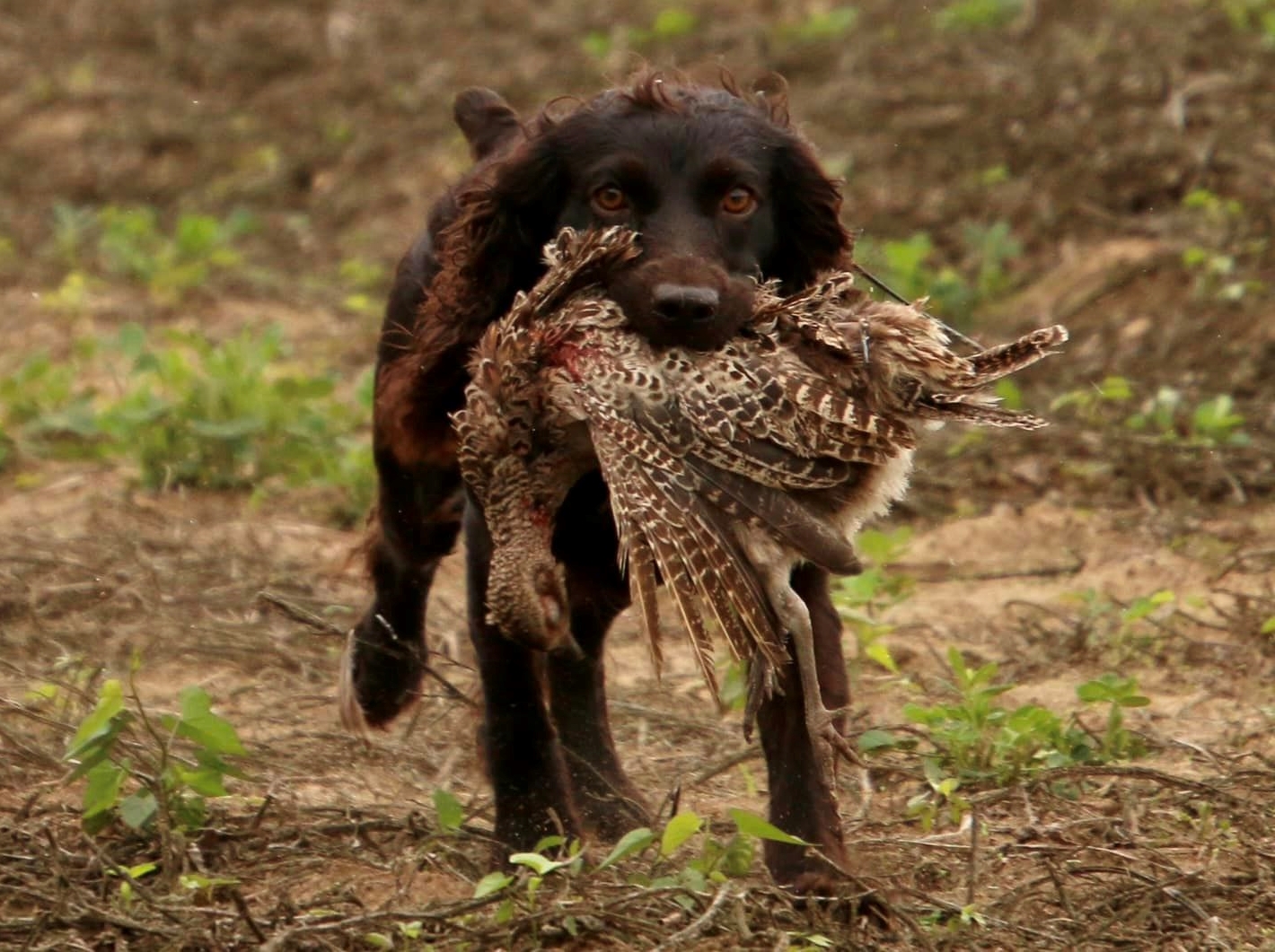 SHR Rivers Bend Maggie Mae - Boykin Spaniel Pedigree