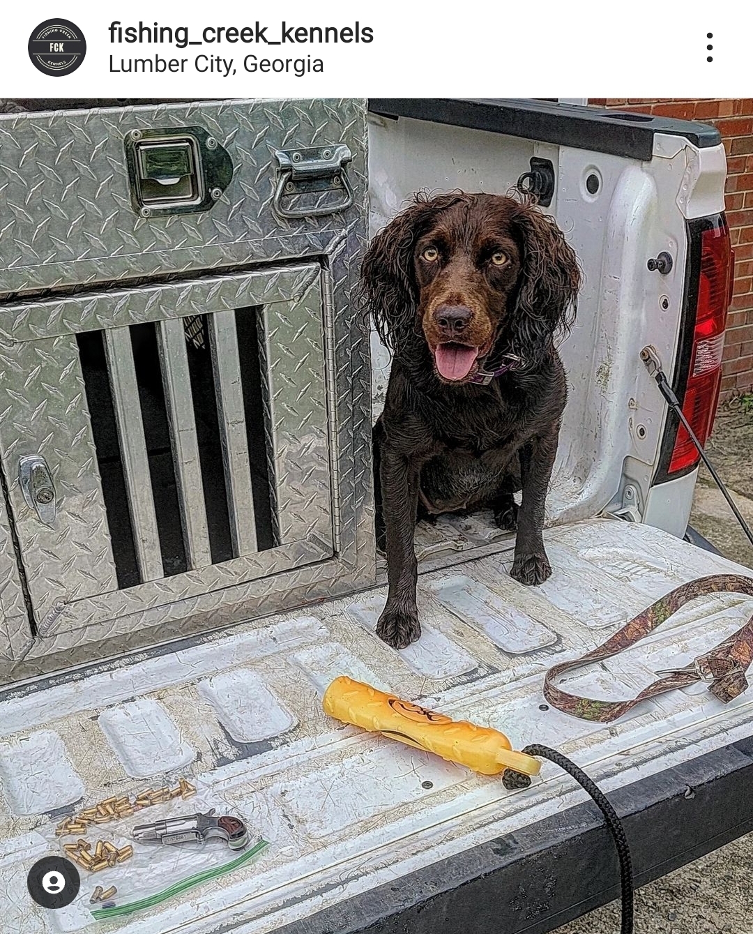 Fck's Shady Sadie - Boykin Spaniel Pedigree