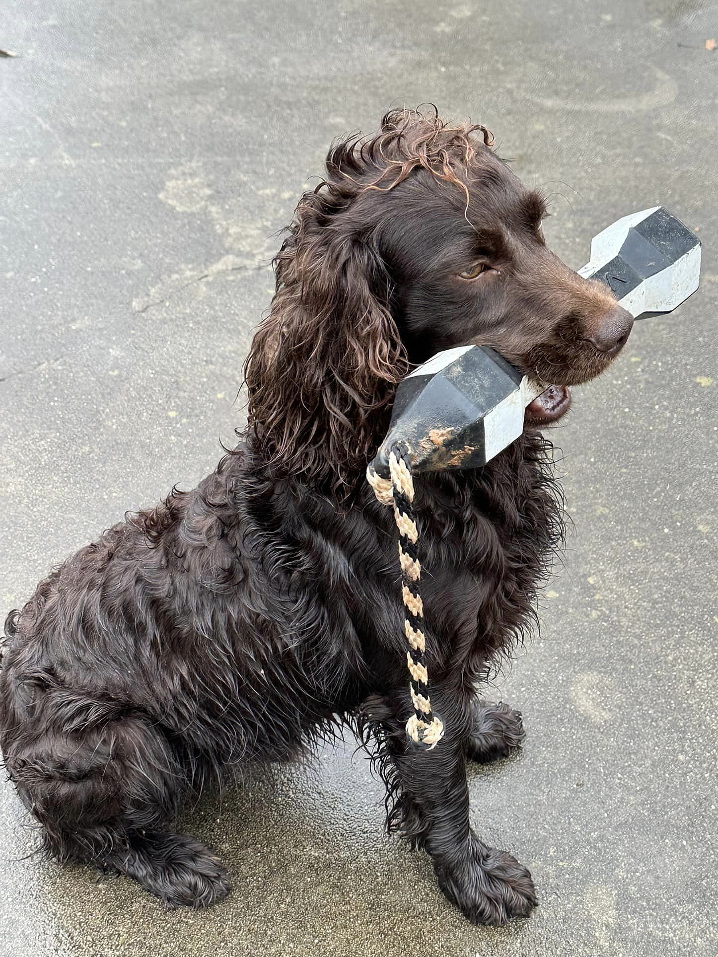 Show Me Catalpa Heath Bar - Boykin Spaniel Pedigree