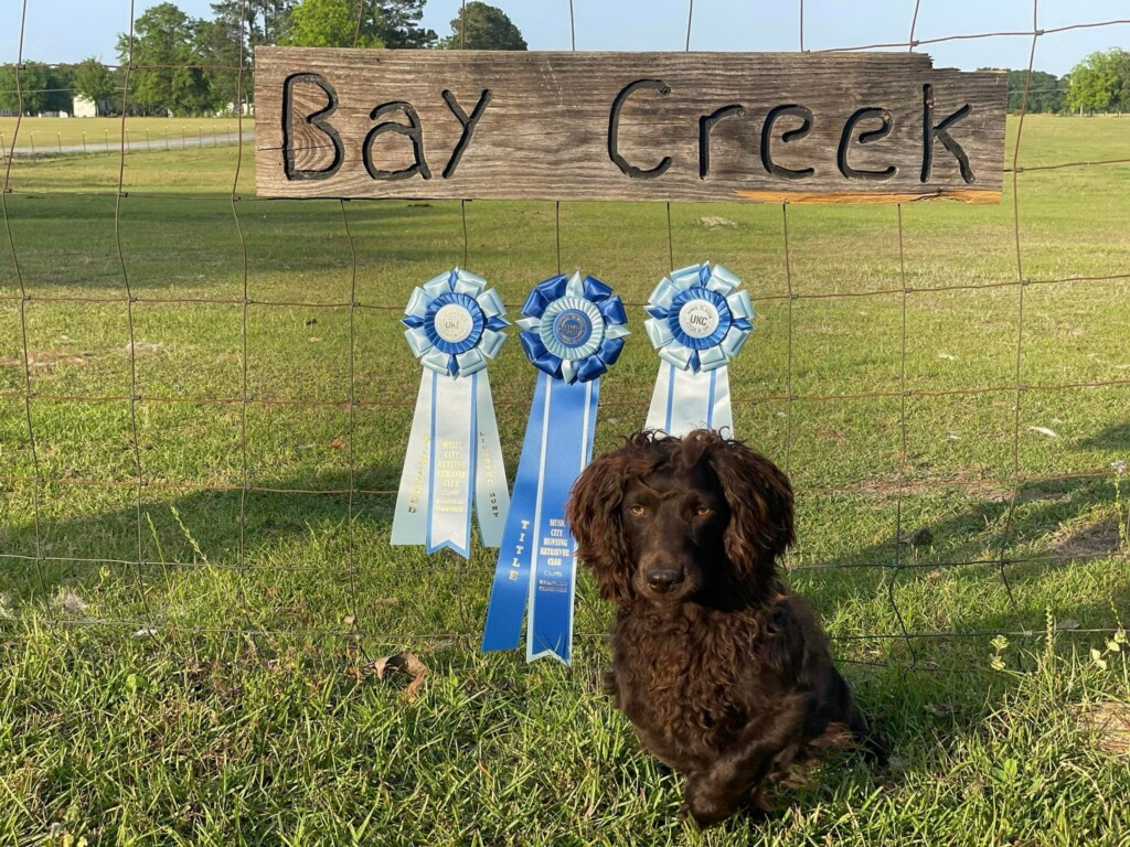 HRCH Killians Kick it Into High Gear - Boykin Spaniel Pedigree