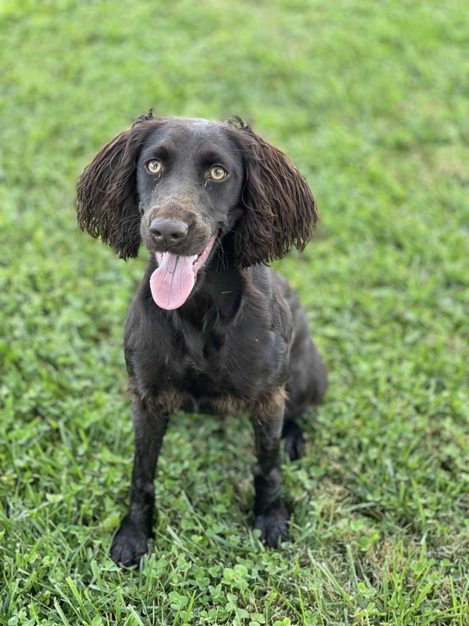 Mimosa Coves High Cotton Of Holyoke - Boykin Spaniel Pedigree