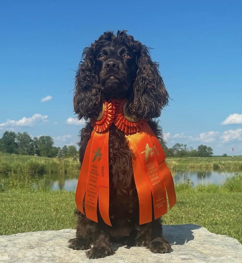 HRCH Dynamite Dixie MHR - Boykin Spaniel Pedigree