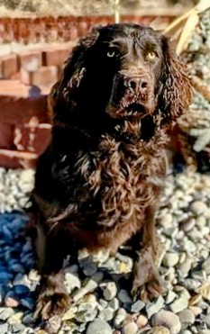 C.W.CLAIR'S CRAZY HORSE - Boykin Spaniel Pedigree