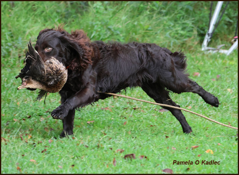 HR Thornhill's Justahandyman - Boykin Spaniel Pedigree
