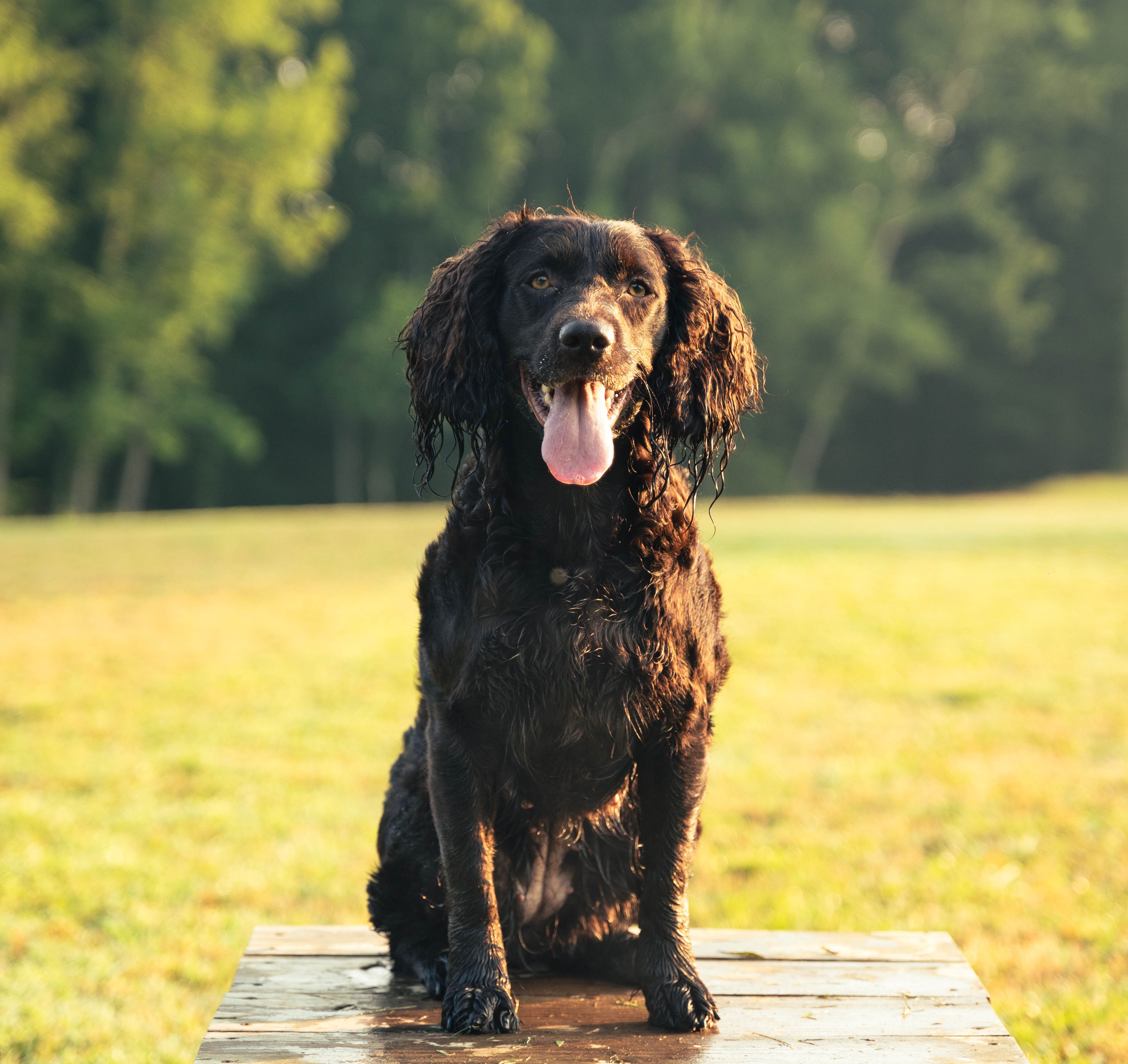HR Dbl Shot Of Hurricane Pearl - Boykin Spaniel Pedigree