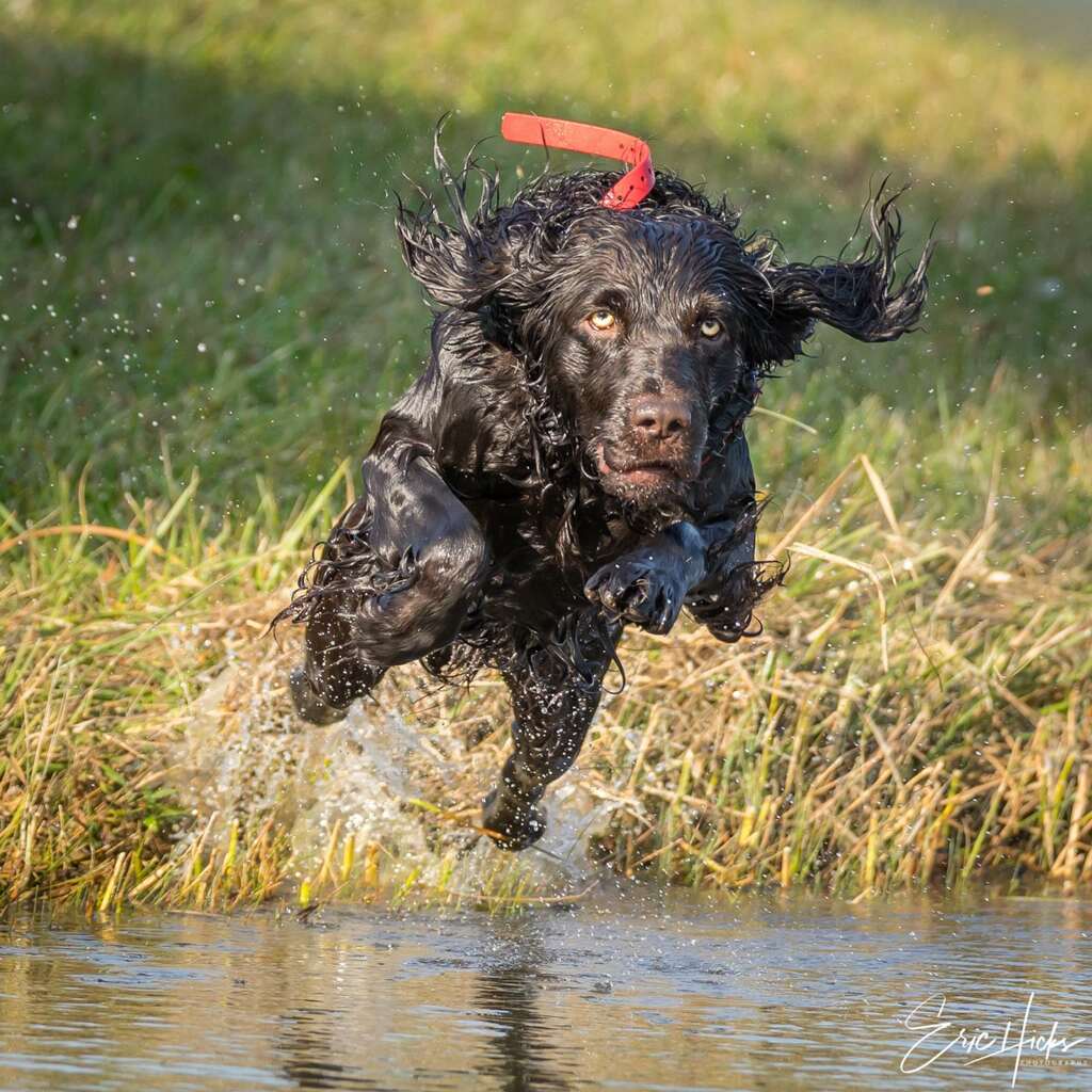 HR Ol Hickory's Ace In The Hole - Boykin Spaniel Pedigree