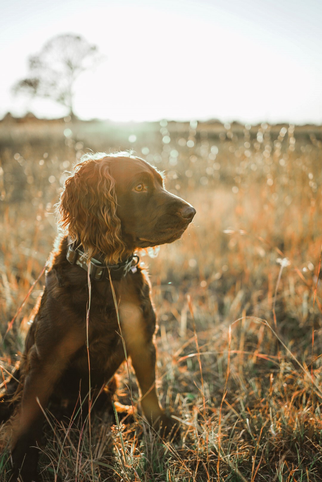 HR Muddy Water Gunner JH - Boykin Spaniel Pedigree