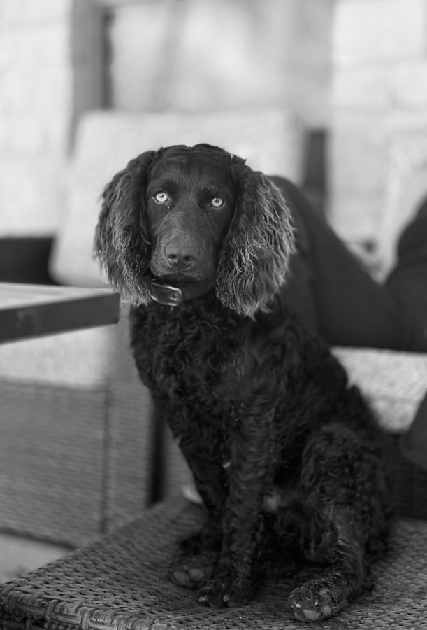 FRIAS'S PREACHER ELI - Boykin Spaniel Pedigree