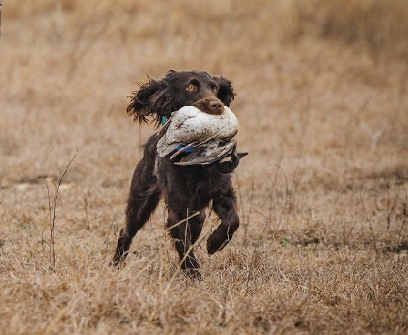 FRIAS'S WILLOWS HARLEY QUINN - Boykin Spaniel Pedigree