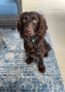 4Ds Huntress Willow Teal - Boykin Spaniel Pedigree