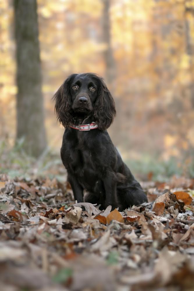 SHR Briercreeks Pelham SXM Shindig NR, JH - Boykin Spaniel Pedigree