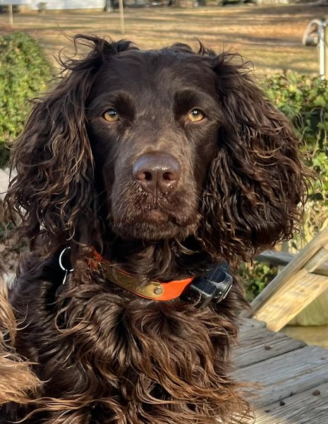 Howards Bellus Beauregard - Boykin Spaniel Pedigree