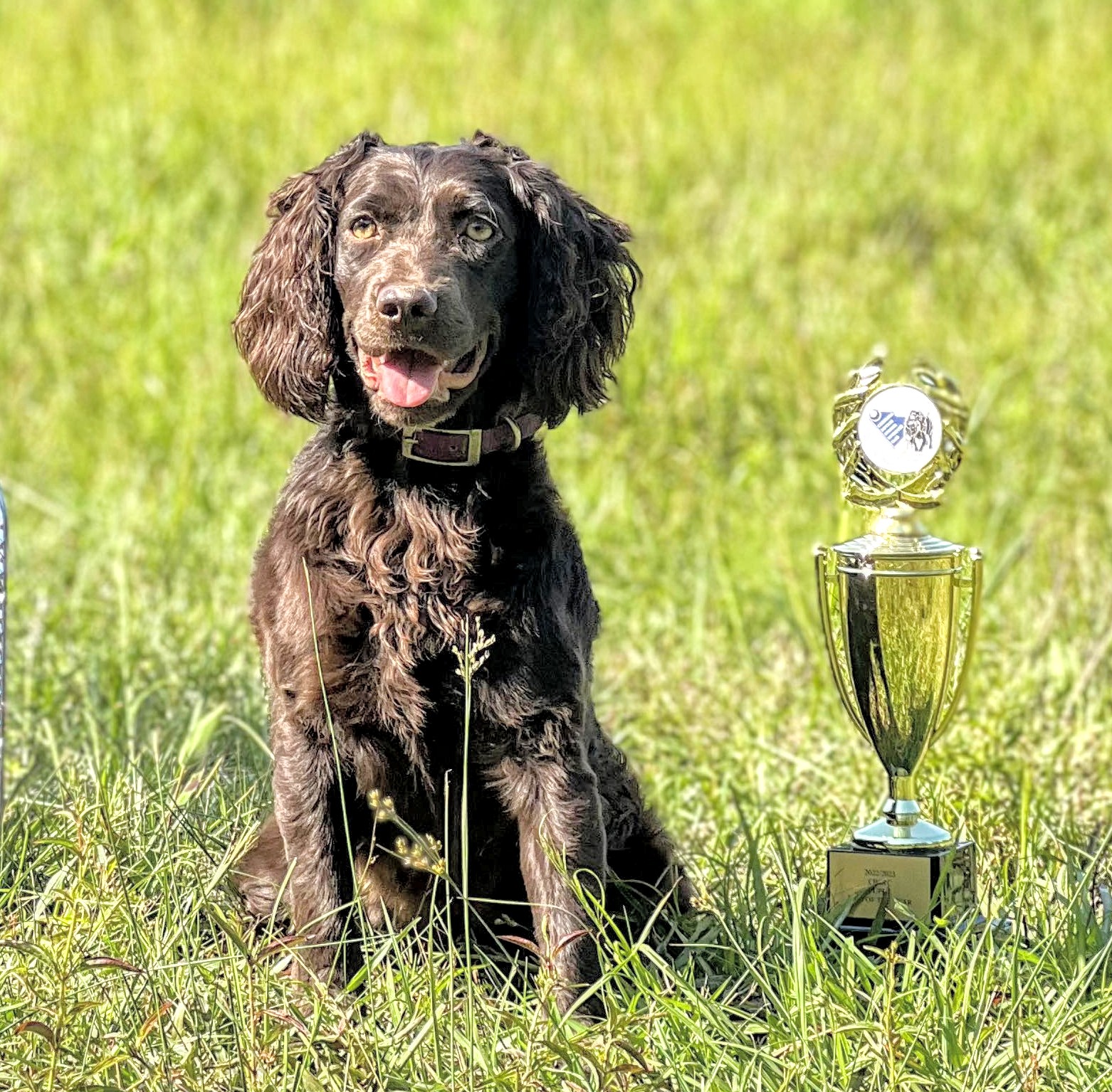 SHR Palmetto's Rising From Ashes - Boykin Spaniel Pedigree