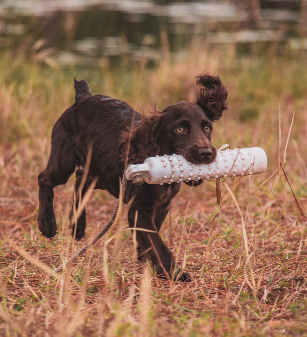 Thornhill's Rhinestone Cowgirl CGC - Boykin Spaniel Pedigree