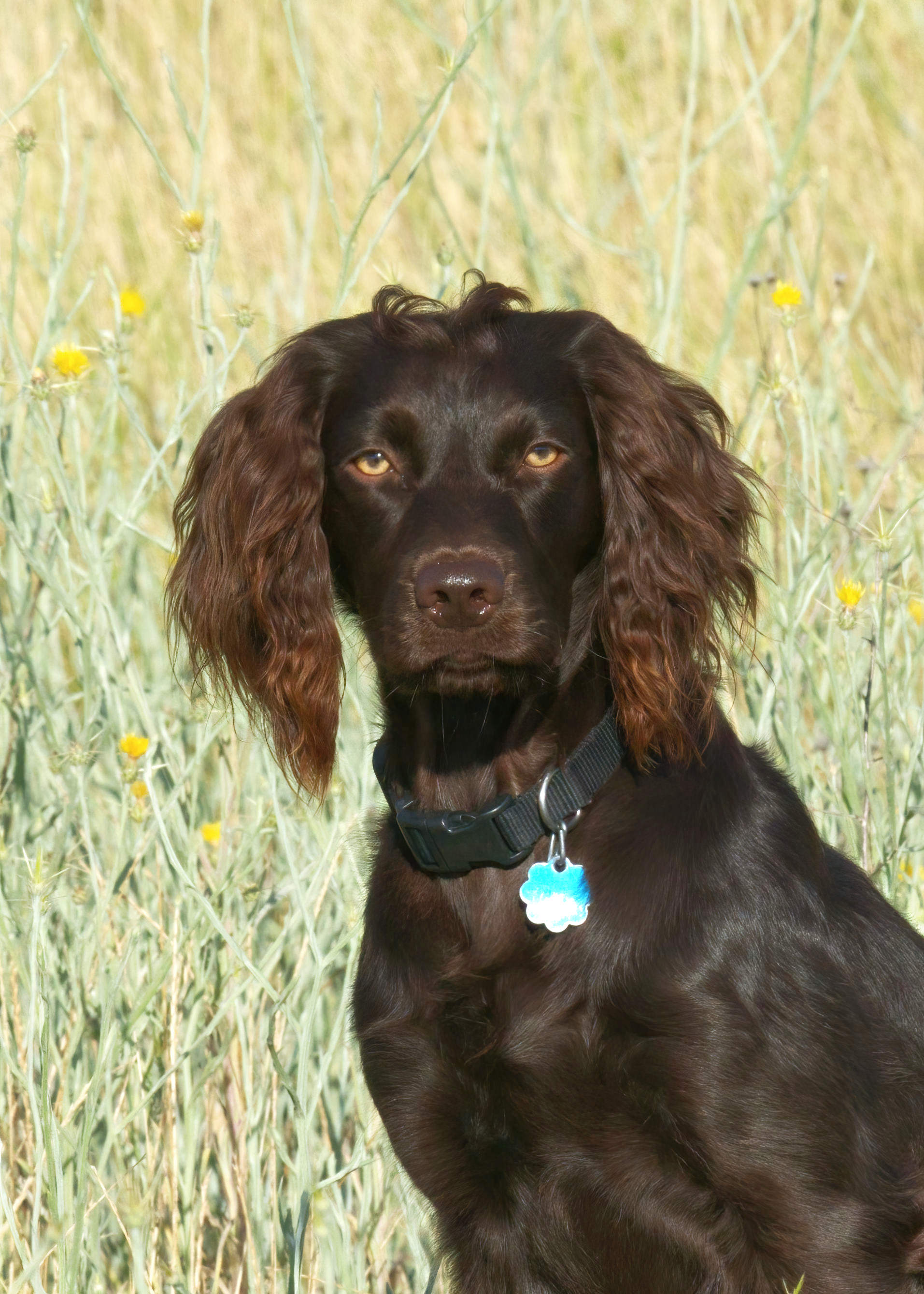 Kalli Peplos - Boykin Spaniel Pedigree