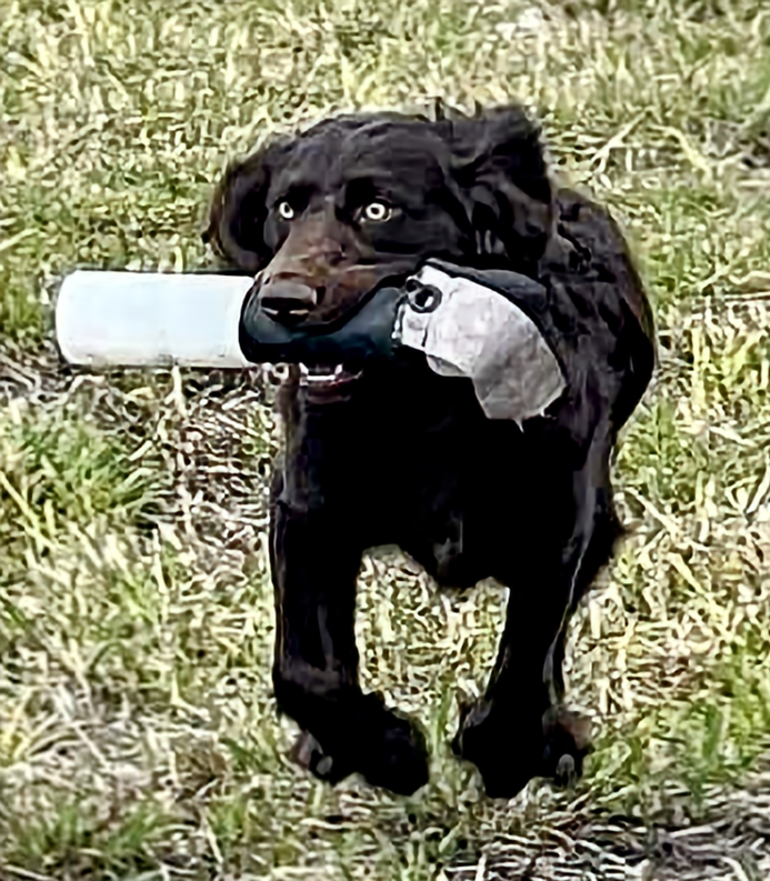 C.W.Clair's Sacajawea - Boykin Spaniel Pedigree