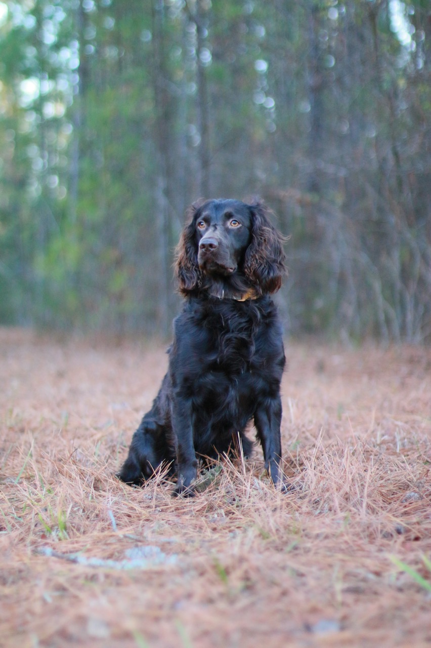 HRCH  Old Hickory's Lone Ranger MHR - Boykin Spaniel Pedigree